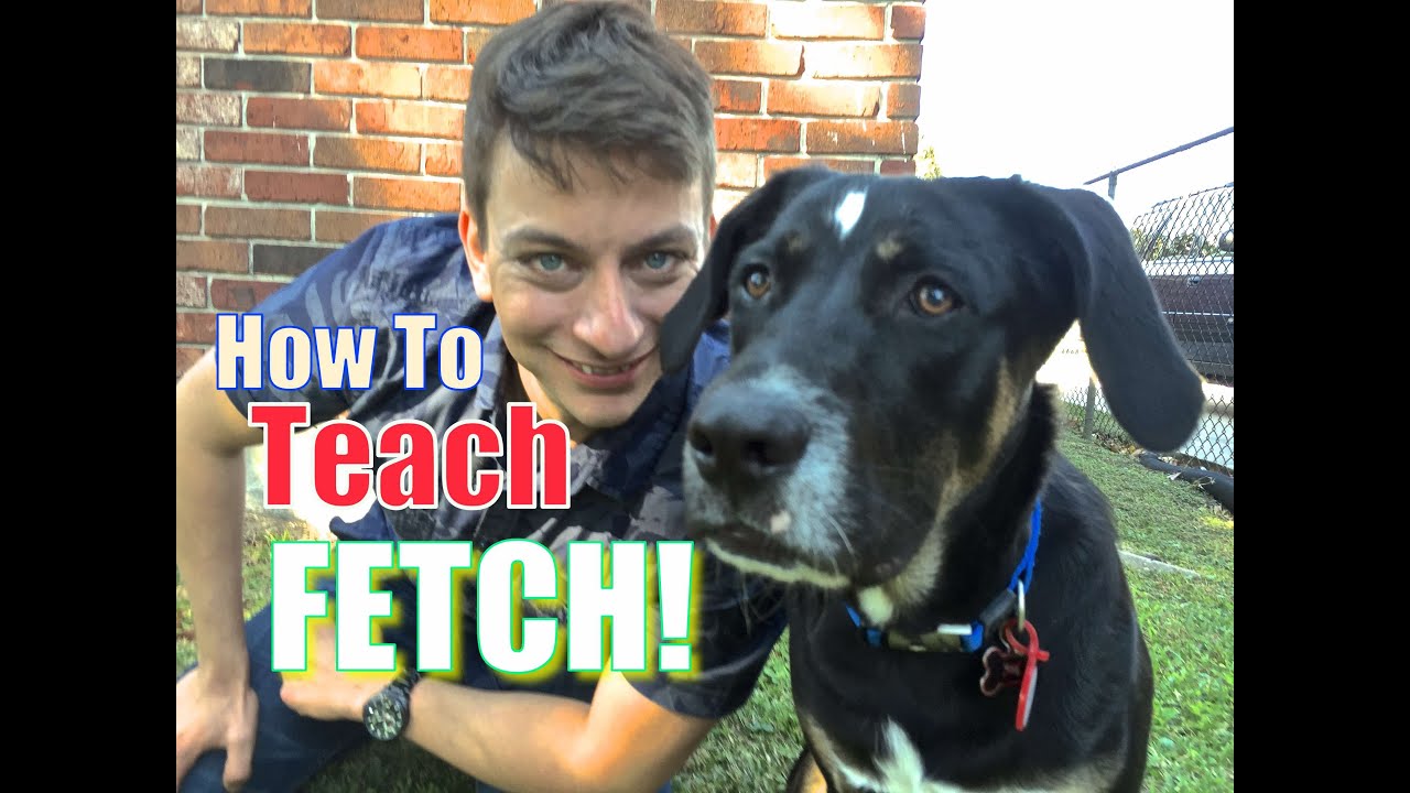 Everything YOU NEED to KNOW to TEACH your DOG a PERFECT FETCH!