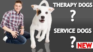 What's The Difference Between a Service Dog, Therapy Dog, and an Emotional Support Dog?