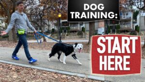 Dog Training Fundamentals (Watch this before any other dog training video)