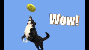 Go to the Next Level: Teach Your Dog to Be a Frisbee Superstar!