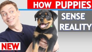 How Does a Puppy Experience the World?