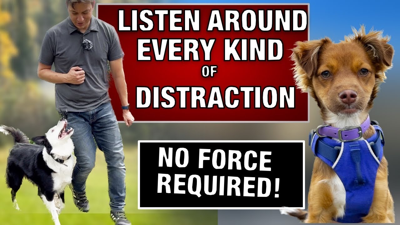 How I Train ANY Dog to RESIST EVERY DISTRACTION!