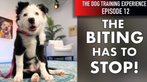 How I’m Teaching My Puppy To Stop Biting and Start Listening!