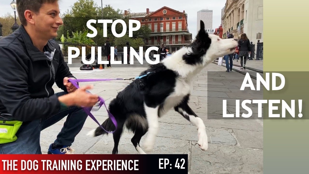 How I’m Training My Dog To Listen in Public!