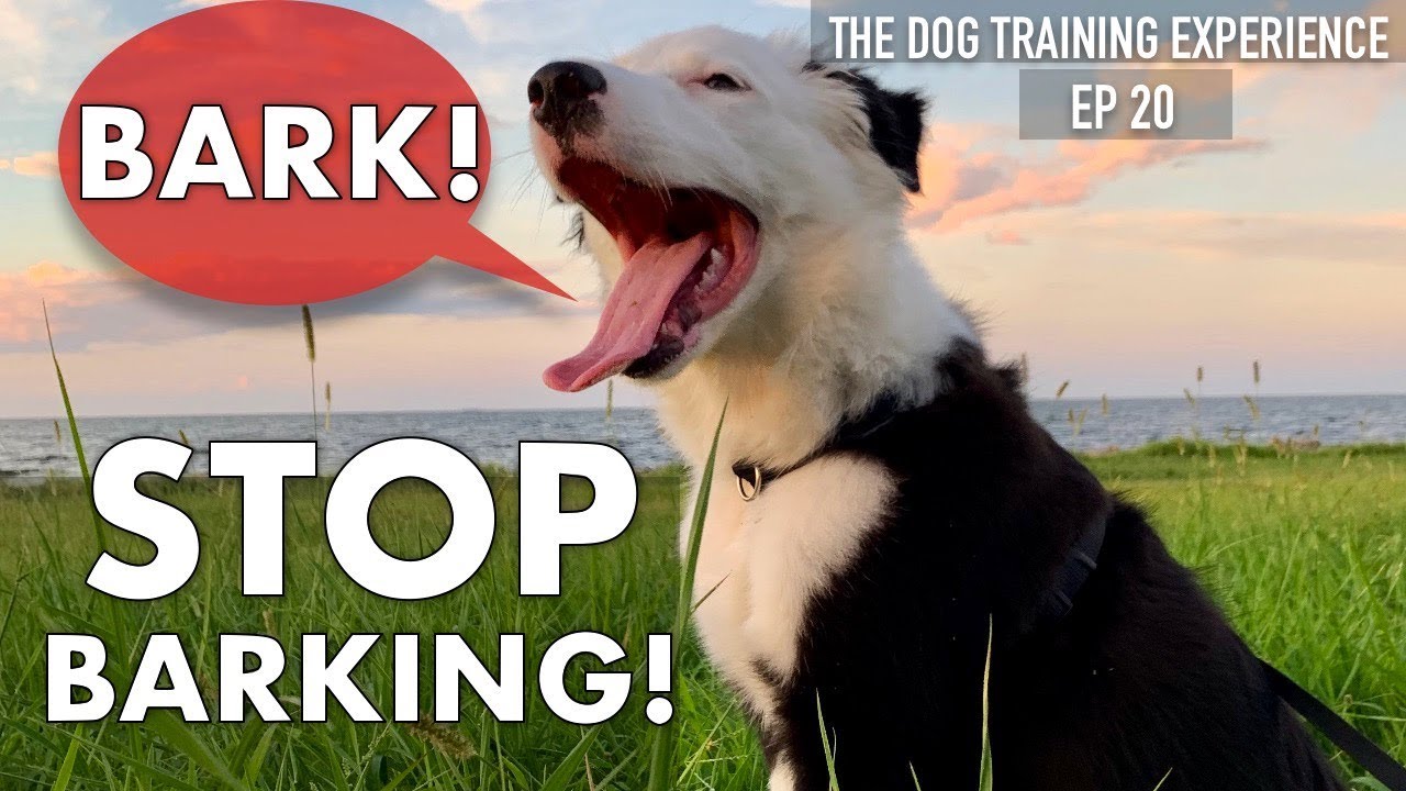 How I'm Training My Dog To Stop Barking & Walk On Leash