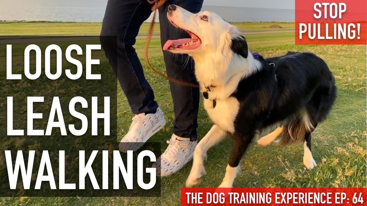 How I’m Training My Dog To Walk on Leash Without Pulling....UPDATE!