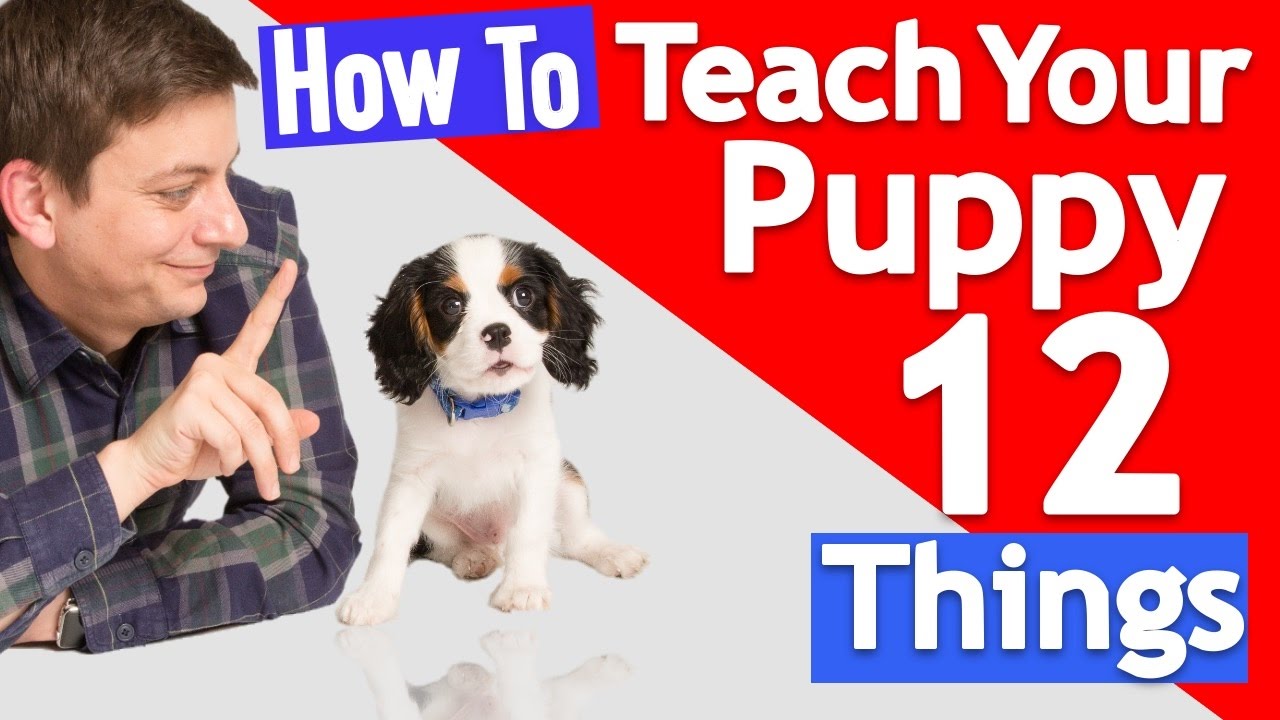 How Many Things Can you Teach your Puppy at Once?
