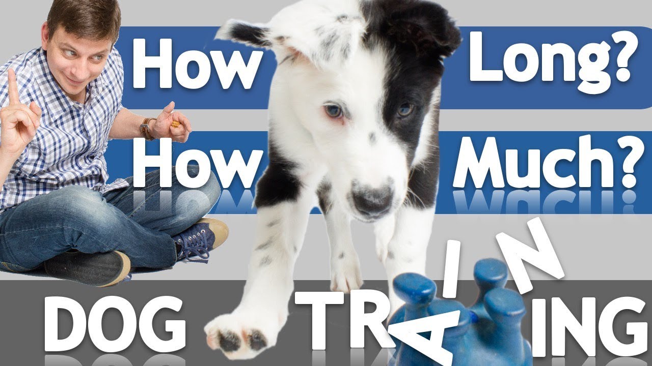 How Often and How Long Should you Train Your Dog?