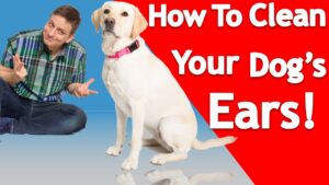 How to Clean your Dog’s Ears!