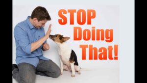 How to Correct your Dog's BAD Behavior!