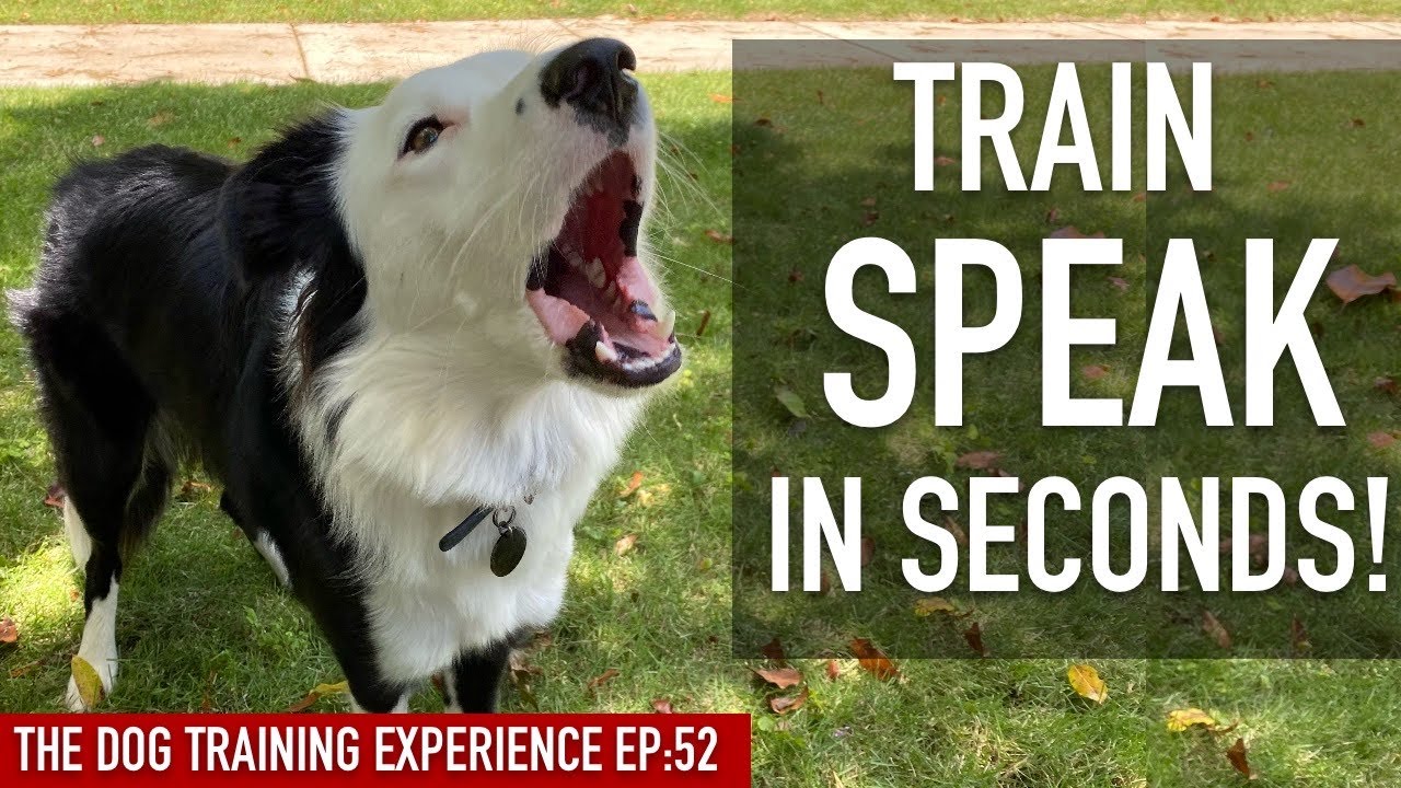 How To EASILY Train Your Dog To SPEAK in SECONDS!