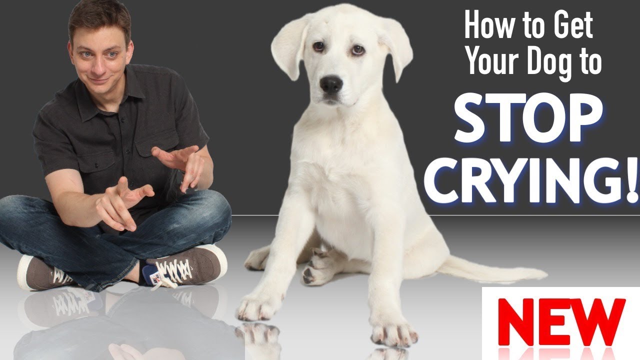 How to Get Your Puppy To Stop Crying and Whining!