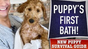 How To NOT Totally Screw Up Your Puppy’s First Bath! (EP 15)