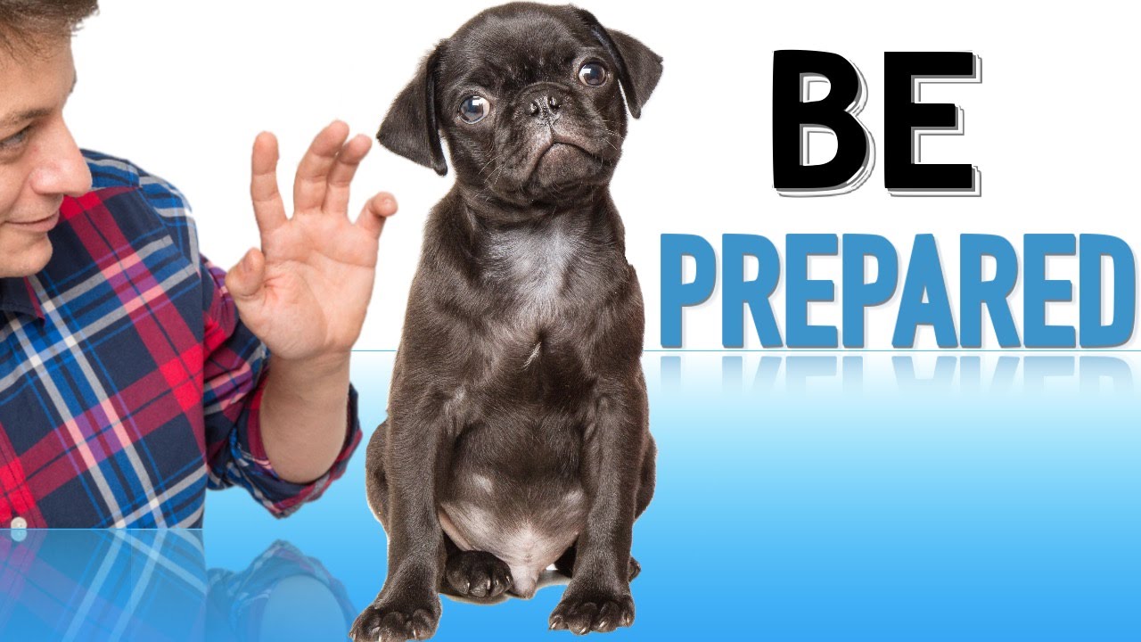 How to Prepare your Family for a New Puppy