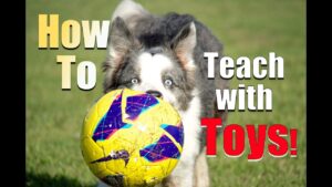 How to Reward your Dog with TOYS Instead of Food!