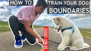 How To Start Teaching Your Dog Boundaries