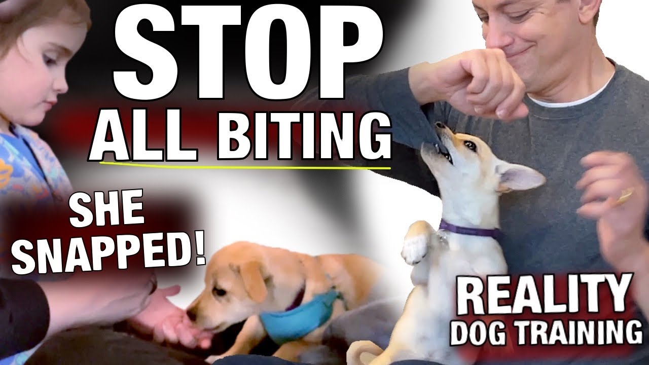 How to Stop a Puppy from BITING Kids! Reality Dog Training