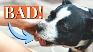 How to Stop Staffy Puppy Biting: 7-Step Training Guide