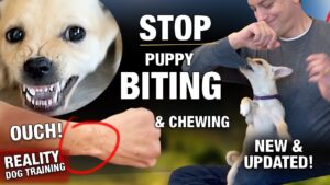 How to STOP The PUPPY BITING & CHEWING MACHINE! Reality Dog Training