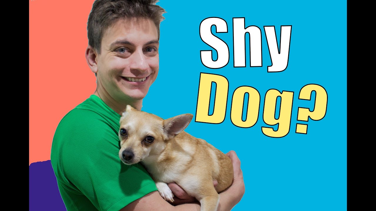 How To Teach a Shy, Fearful, or Nervous Dog!