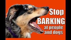 How to TEACH ANY DOG NOT to BARK at Other DOGS and PEOPLE on a Walk