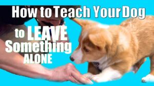 How to Teach ANY Dog to Leave something alone