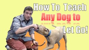 How to Teach ANY DOG to LET GO of a TOY During Fetch!