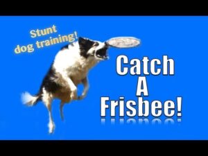 How to Teach your Dog to Catch a Frisbee in the Air