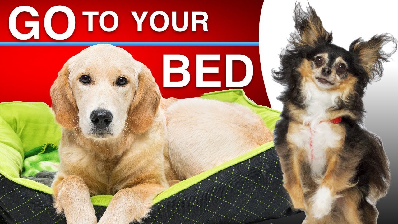 How To Teach Your Dog To Go To Their Bed When Asked