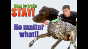 How to Teach your Dog to STAY- NO MATTER WHAT!