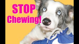 How to Teach Your Puppy or Dog to Stop Chewing!