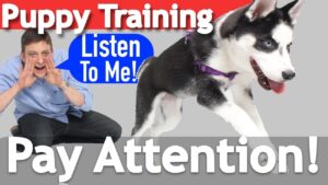 How to Teach your Puppy to Listen When they Won't!