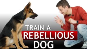 How to Train a Dog During the “Rebellious” Phase!