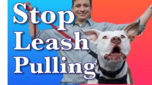 How to Train a Dog to Walk on Leash Without Pulling