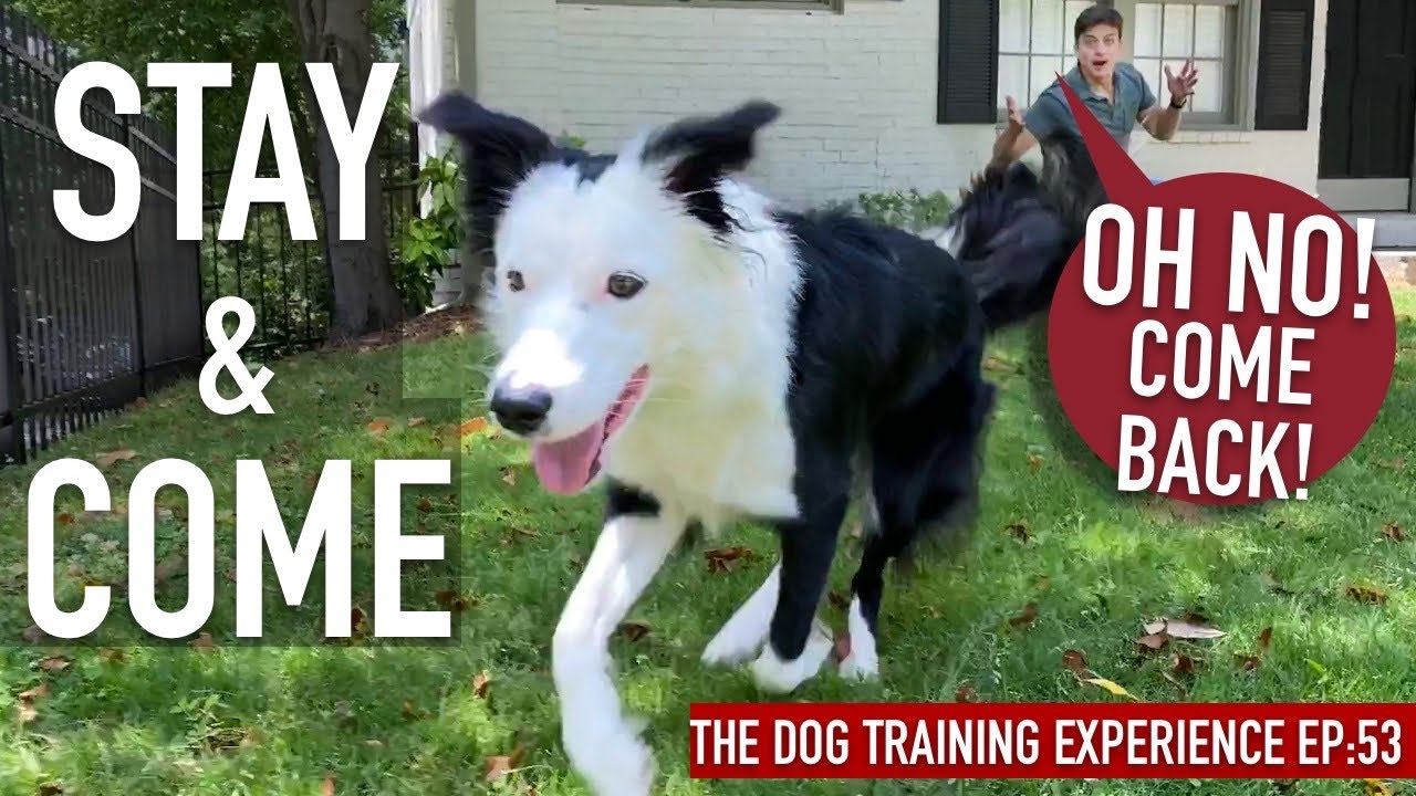 How To Train ANY Dog a RELIABLE Come And Stay ANYWHERE!