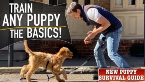 How To Train ANY Puppy To Walk on Leash PERFECTLY!