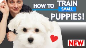 How To Train Small Puppies!