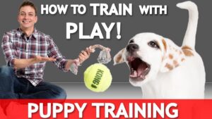 How to Train WITH Play with Your NEW PUPPY! How to Train Without Treats!