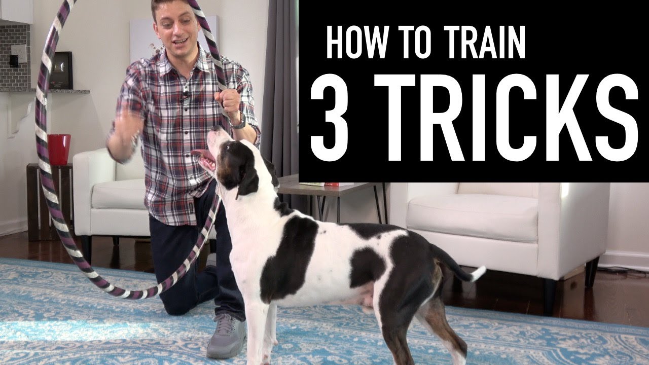 How to Train your Dog 3 Tricks! (Jump through a hoop, hugs, and more!)