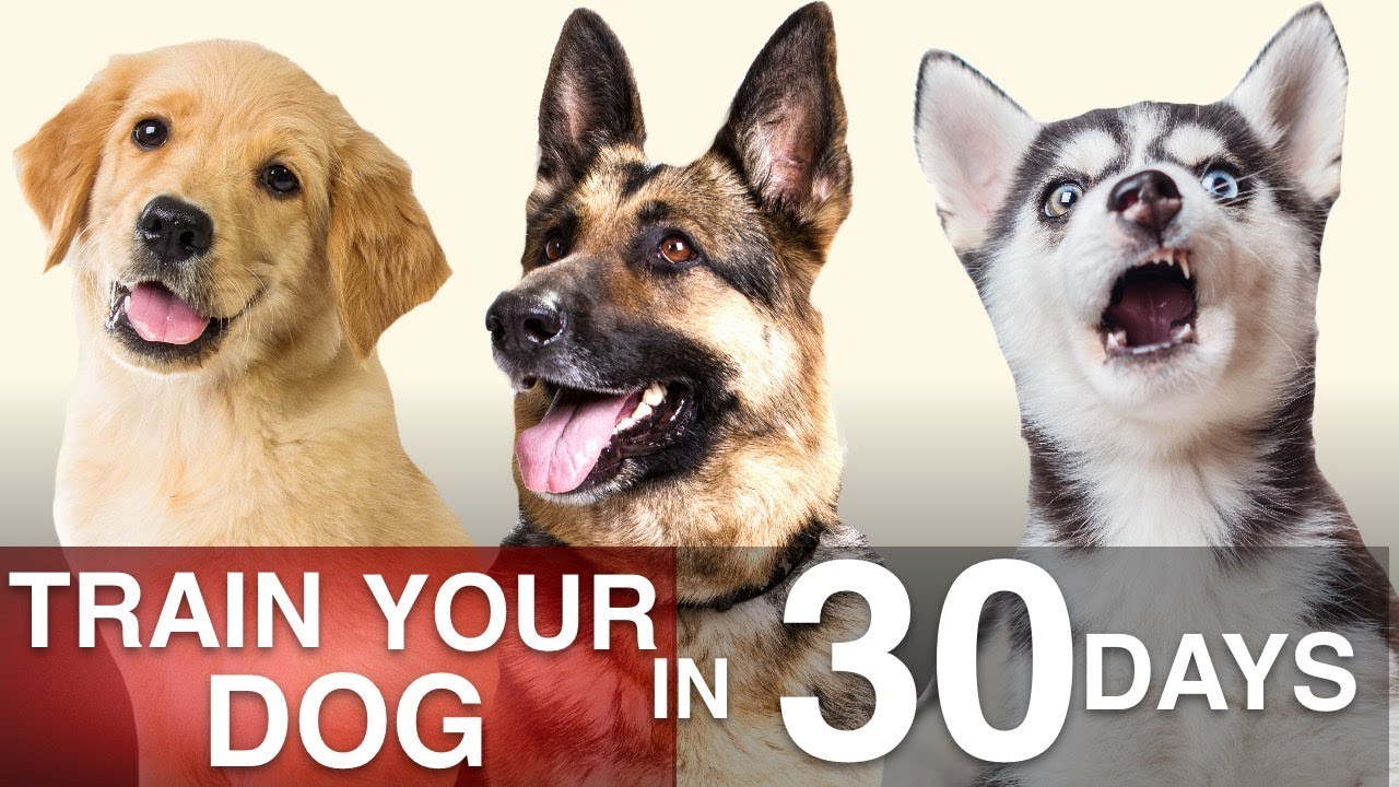 How To Train Your Dog in 30 Days!