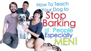 How to Train your Dog Not to be Scared