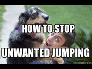 How to Train your DOG NOT to JUMP