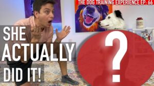 How To Train Your Dog THIS AMAZING Trick!