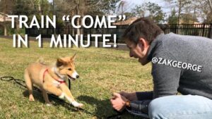 How To Train Your Dog To “Come When Called” in 1 Minute!