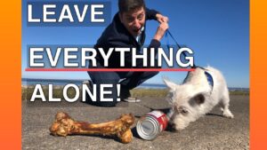 How To Train Your Dog To Leave EVERYTHING Alone -- EVERYWHERE!