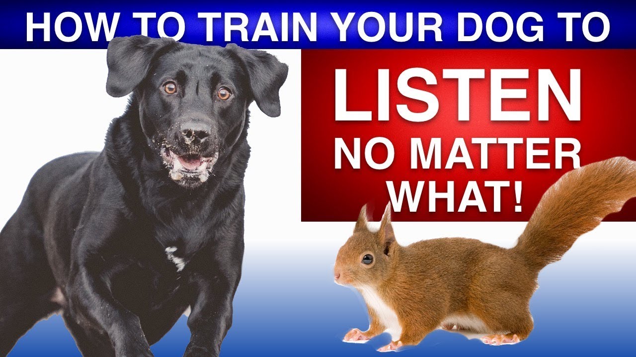 How To Train Your Dog To Listen No Matter What!