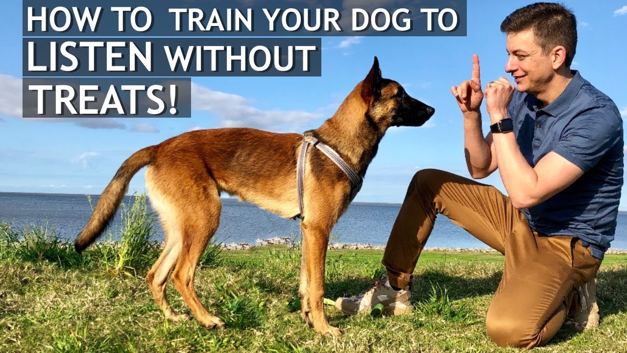 How To Train Your Dog To Listen Without Treats