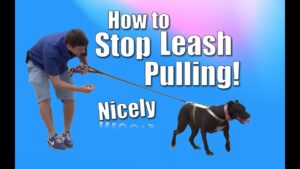 How to Train Your Dog to NOT PULL on the Leash (Chloe the pit bull)