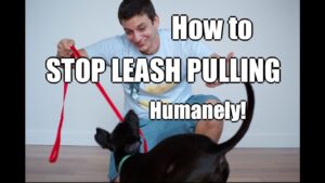 How to Train Your Dog to NOT PULL on the Leash!