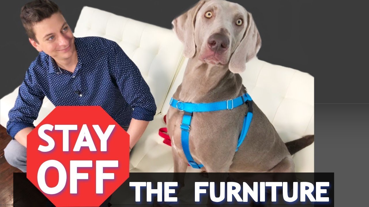 How to Train Your Dog to Stay OFF of the Furniture! *NEW*